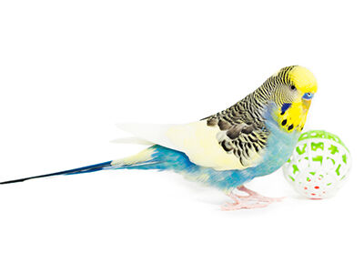 Bird Toys and Playgrounds